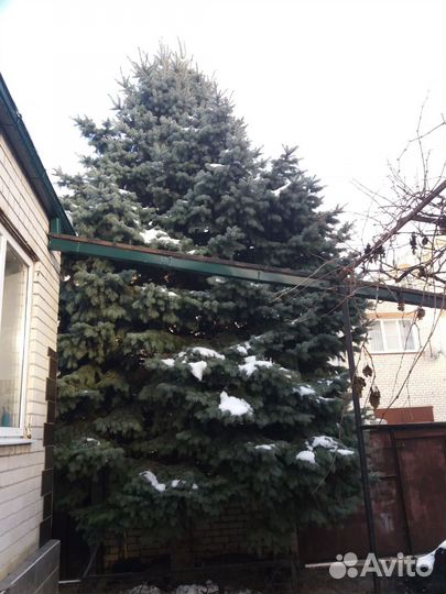 Ель голубая