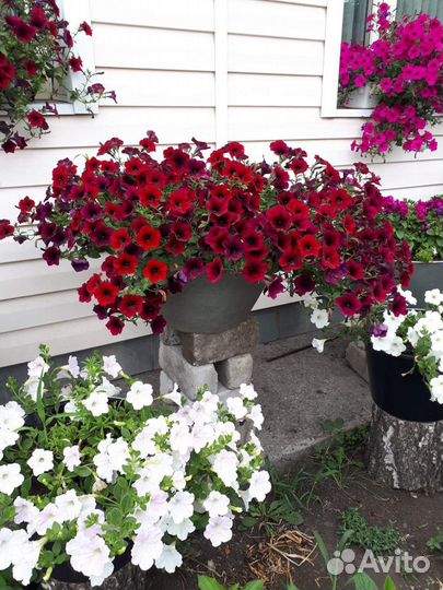 Рассада петуньи