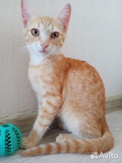 Найден Котенок