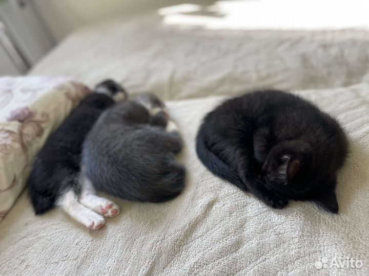 Котята в добрые руки