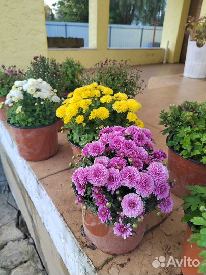 Хризантема шаровидная