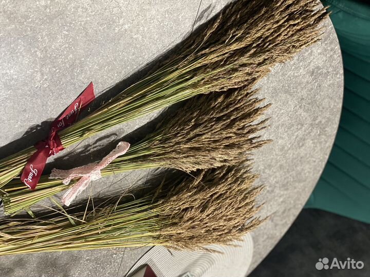 Сухоцветы для творчества