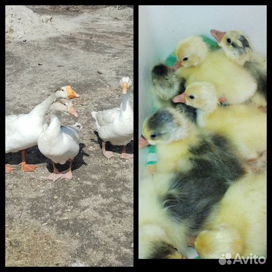 Гусята