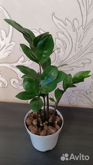 Замиакулькас