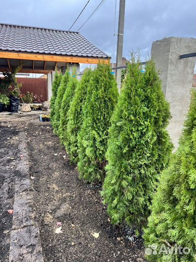 Туя Смарагд с доставкой с полей