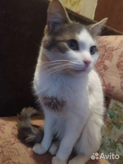 Кот Као- мани