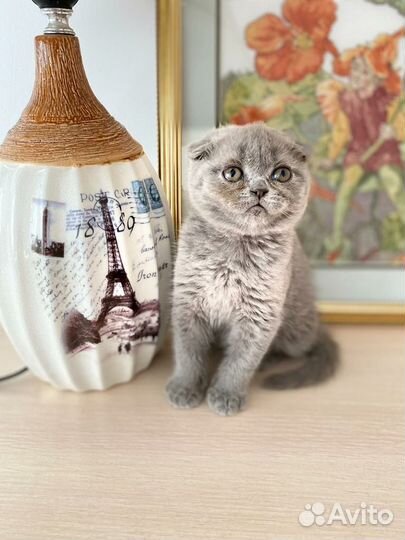 Вислоухий плюшевый котик