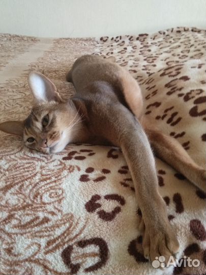 Передержка (домашняя) птиц, грызунов, кошек, собак