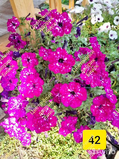 Петуния вегетативная