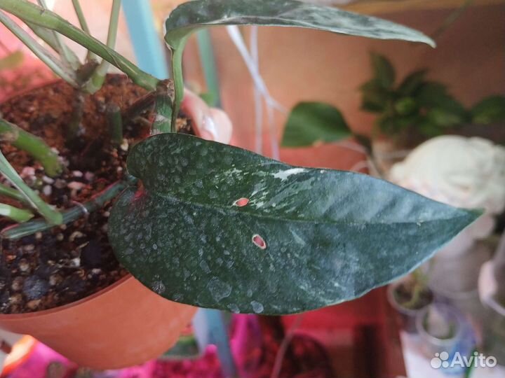 Эпиплемнум Пиннатум Вайт варигатный