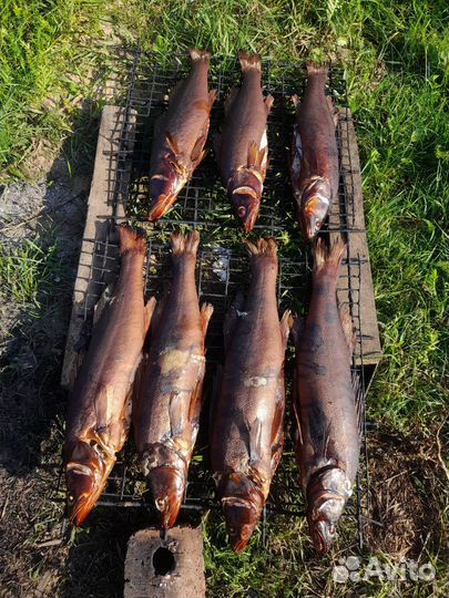 Брусника, черника, малина, рыба