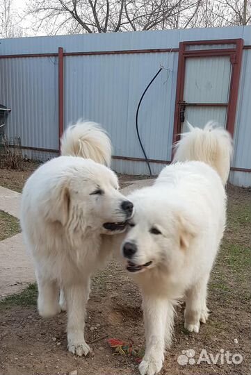 Кобель для вязки