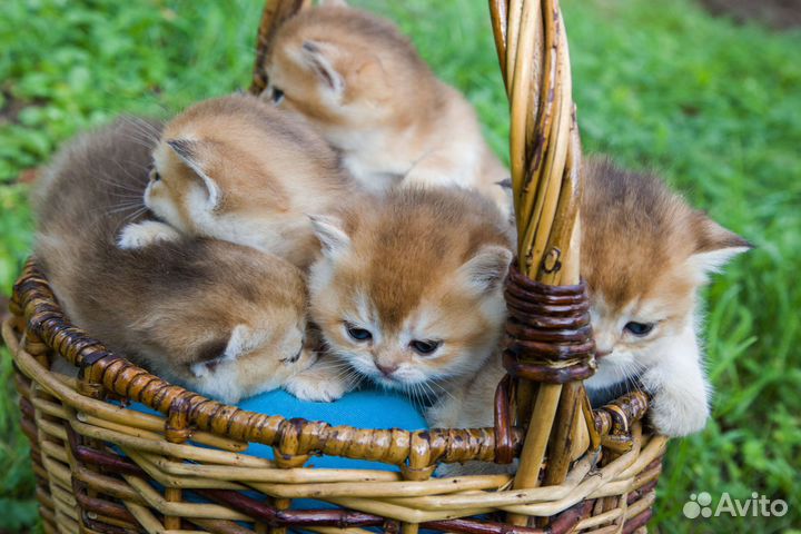 Корзинка золотых шиншилят