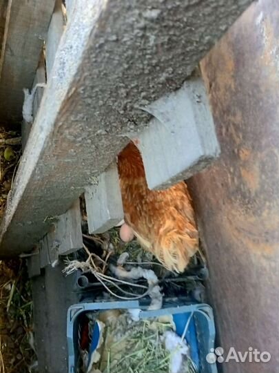 Куры несушки