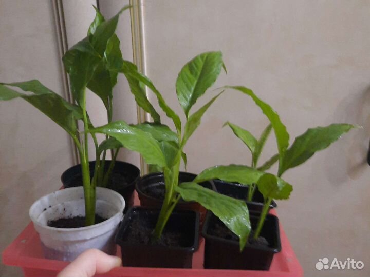 Спатифиллум