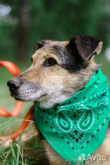 Утончённая красотка Шанель ждёт свою семью