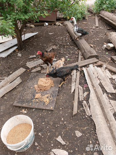 Бойцовые куры породы хинт турецкий