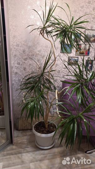 Пальмы (драцена и юкка)