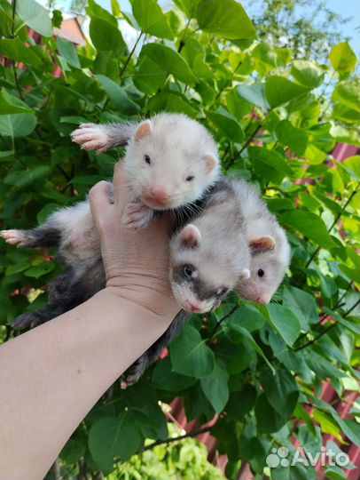 Хорек. Доставка. Ветпаспорт