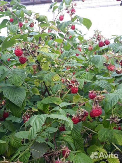 Саженцы малины