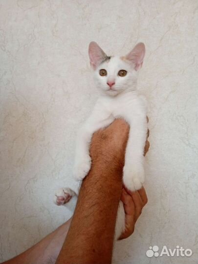 Кошка в дар бесплатно