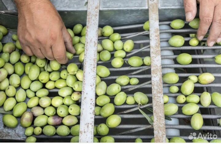 Оливковое масло свежее из Греции