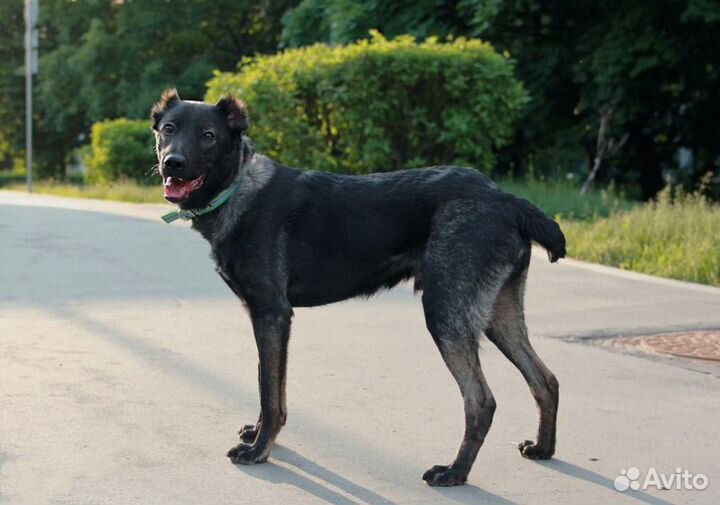 Весёлый малышок Граф в добрые руки