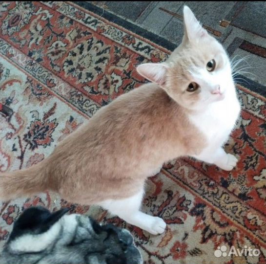 Котик в добрые руки