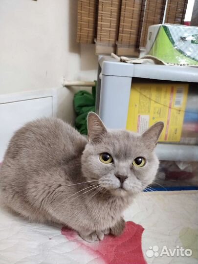 Британская кошечка бесплатно