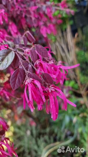 Ремнелепестник Лоропеталум, Лагерстремия