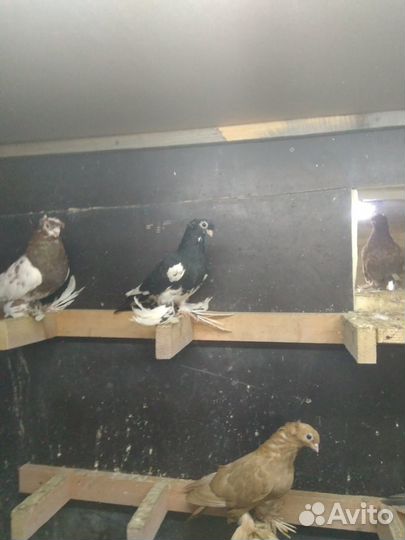 Голуби узбекские