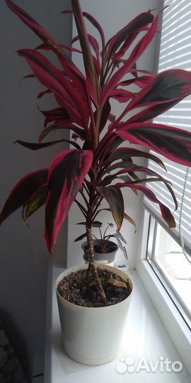 Кордилина мамбо