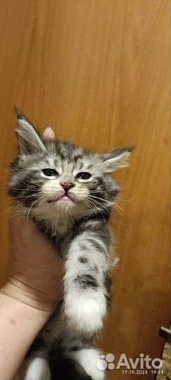 Кошки мейн-кун