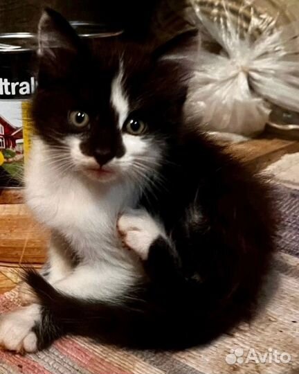 Котята в добрые руки бесплатно