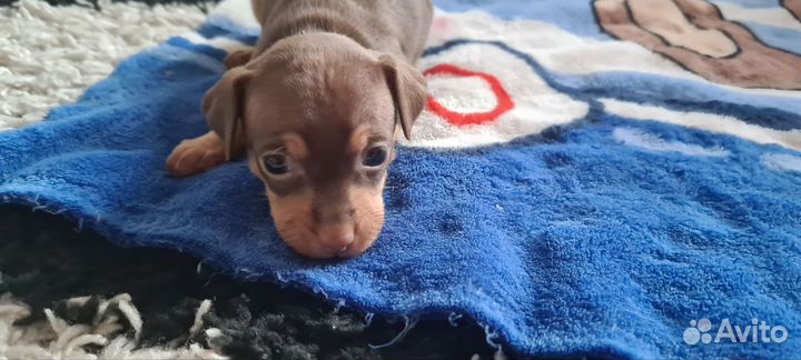 Той-терьер щенки