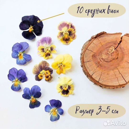 Сушеные цветы виолы, цветы для декора