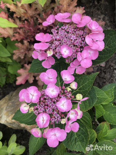 Гортензии и др