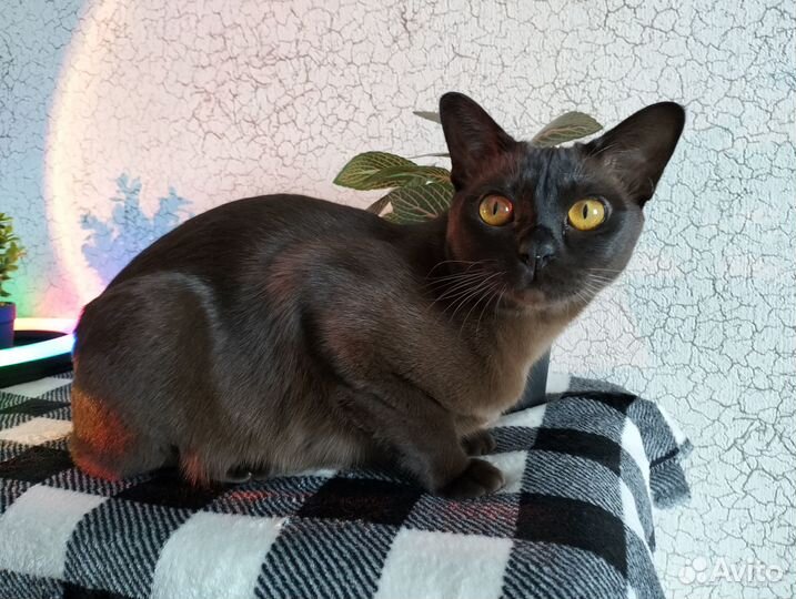 Бурманская кошка