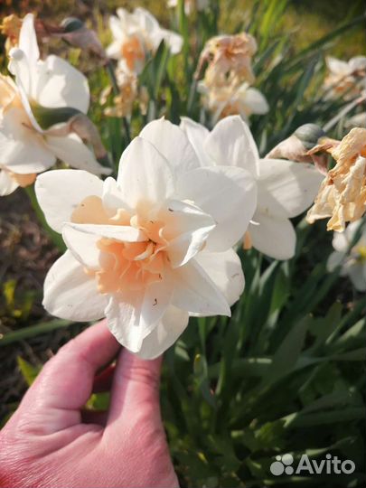 Луковицы нарциссов