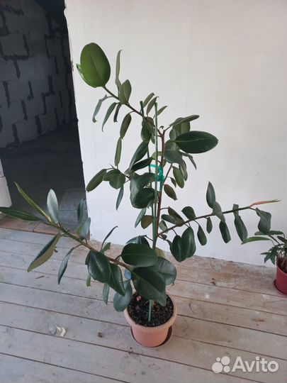 Фикус, кактус