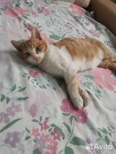 Ласковый котёнок