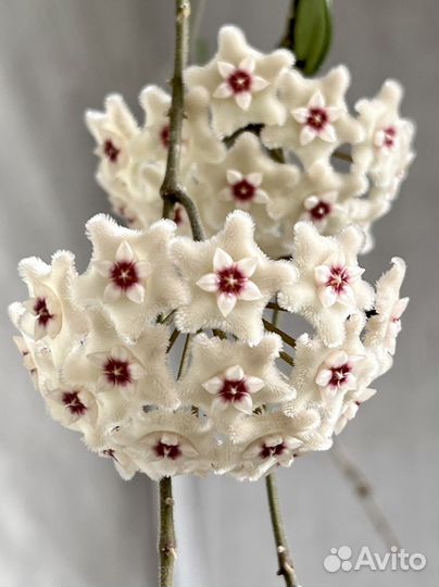 Хойя Матильда сплеш, Кентиана вар, Обовата вар