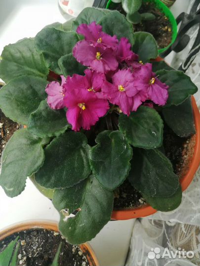 Фиалка, листочки