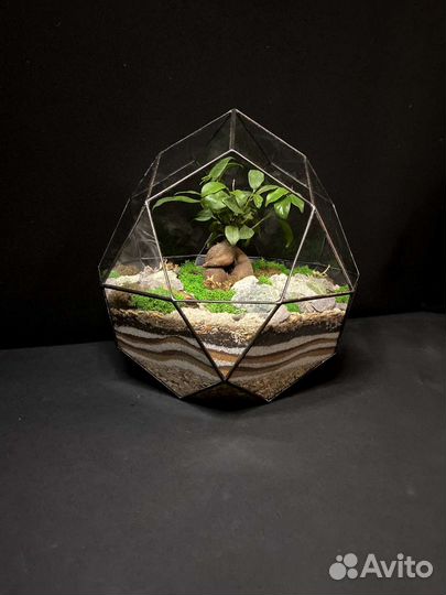 Флорариум Бонсай 