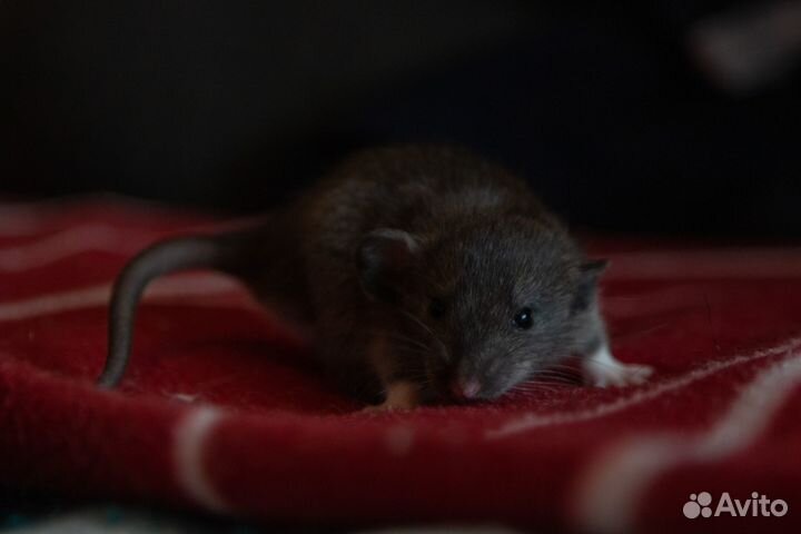 Крысы декоративные, огромный выбор, круглосуточно