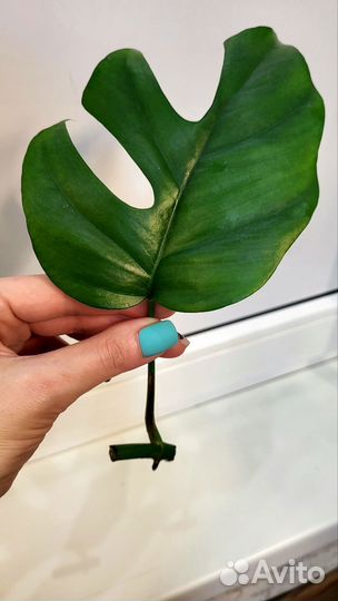 Монстера минима