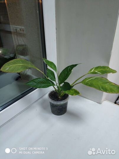 Спатифиллум домино