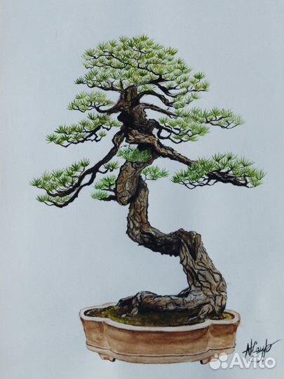 Картина бонсай сосна