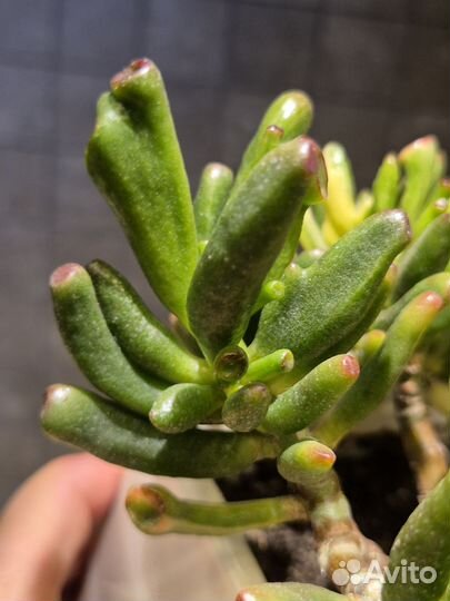 Крассула леголас