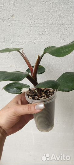 Филодендрон White Knight